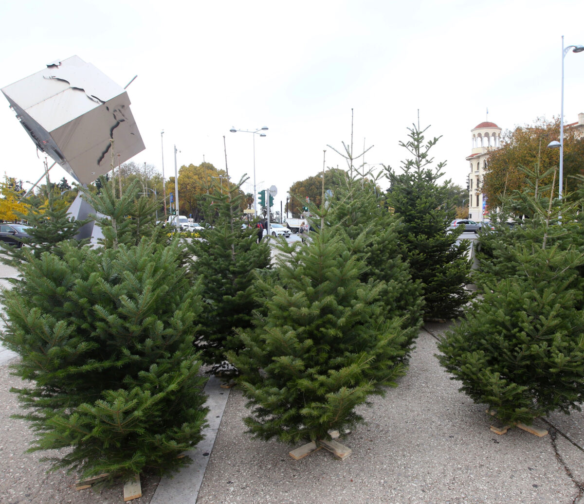 Από τη βόρεια Ευρώπη, στη βόρεια Ελλάδα μια ιδέα που… ρίζωσε για τα καλά