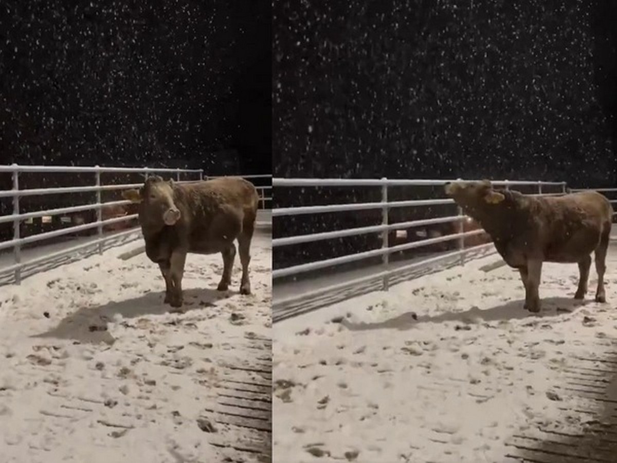 Αγελάδα βλέπει χιόνι για πρώτη φορά και τρελαίνει τα social: «Δεν ξανατρώω ποτέ μπριζόλα»
