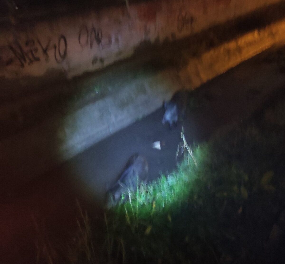 Θεσσαλονίκη: Αγριογούρουνα εμφανίστηκαν στα Διαβατά