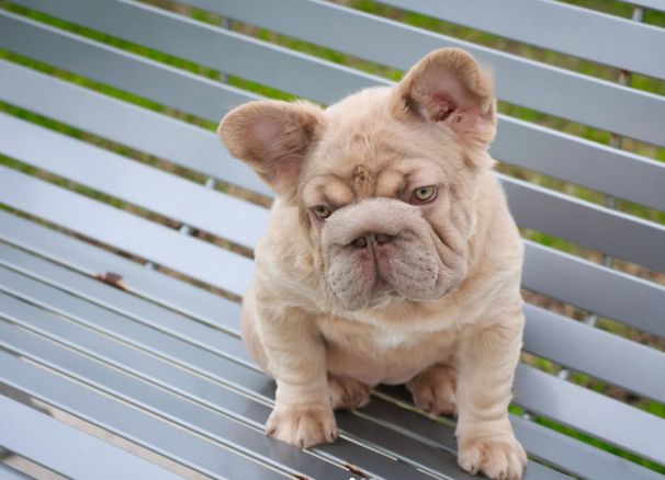 Το γαλλικό μπουλντόγκ που «τρελαίνει» το instagram (ΦΩΤΟ – VIDEO)