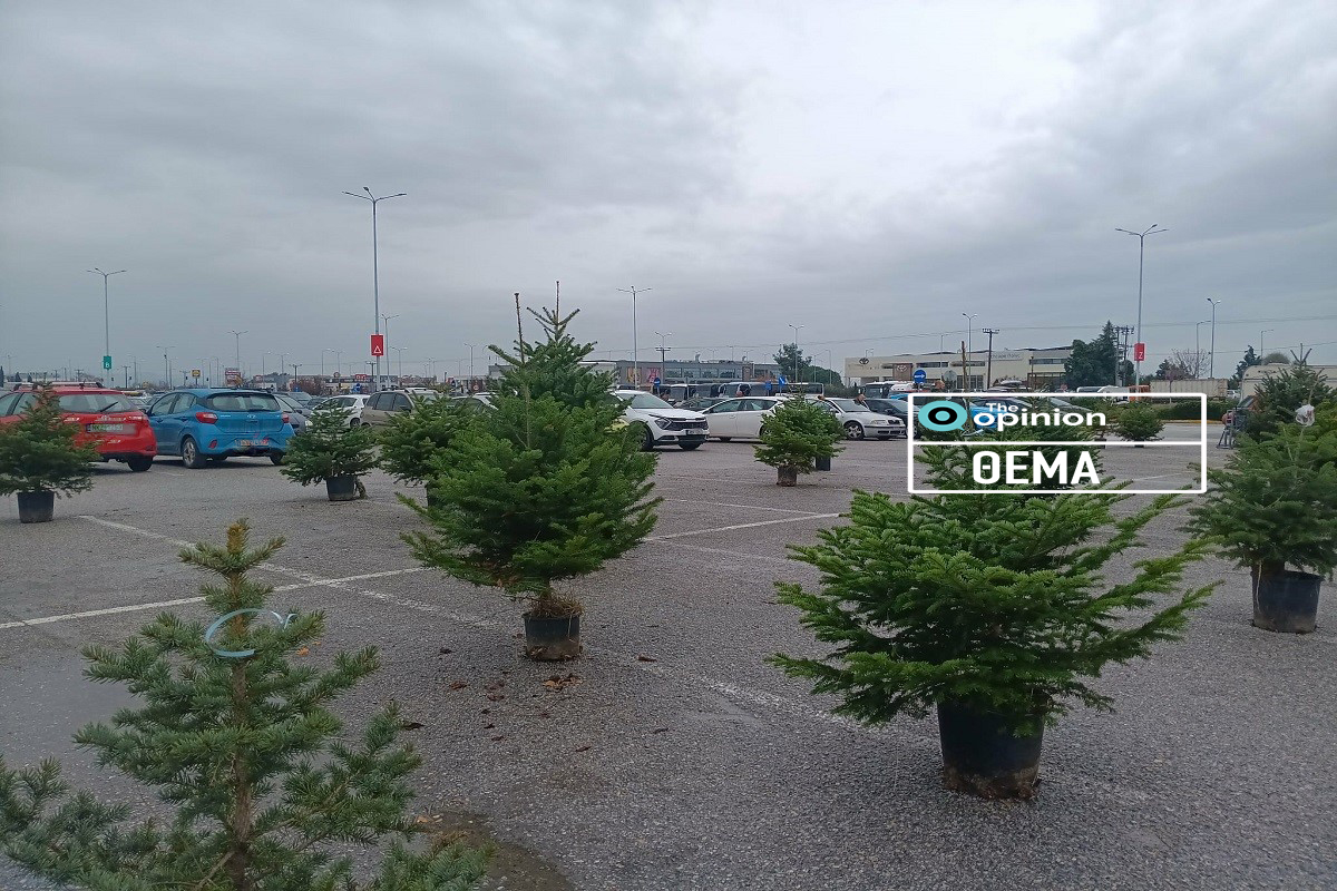 Χριστουγεννιάτικα έλατα: Ξεκίνησε το ταξίδι τους από τον Ταξιάρχη Χαλκιδικής