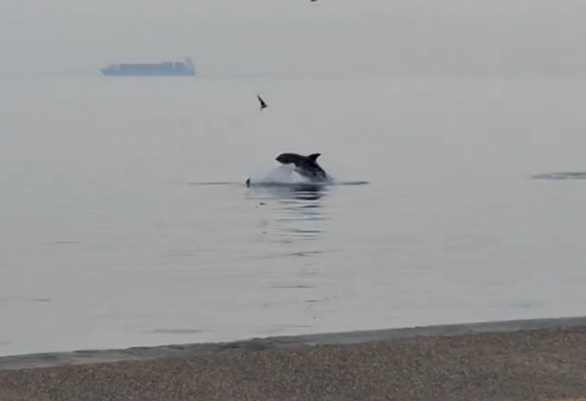 Θεσσαλονίκη: Δελφίνια έκαναν για ακόμη μια φορά την εμφάνιση τους στον Θερμαϊκό (VIDEO)