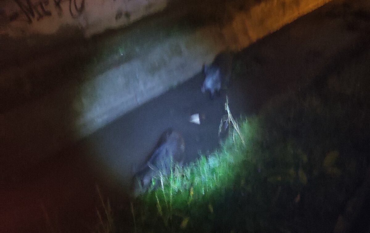 Έκαναν την… βόλτα τους αγριογούρουνα στα Διαβατά κινητοποιώντας αστυνομία και δασαρχείο