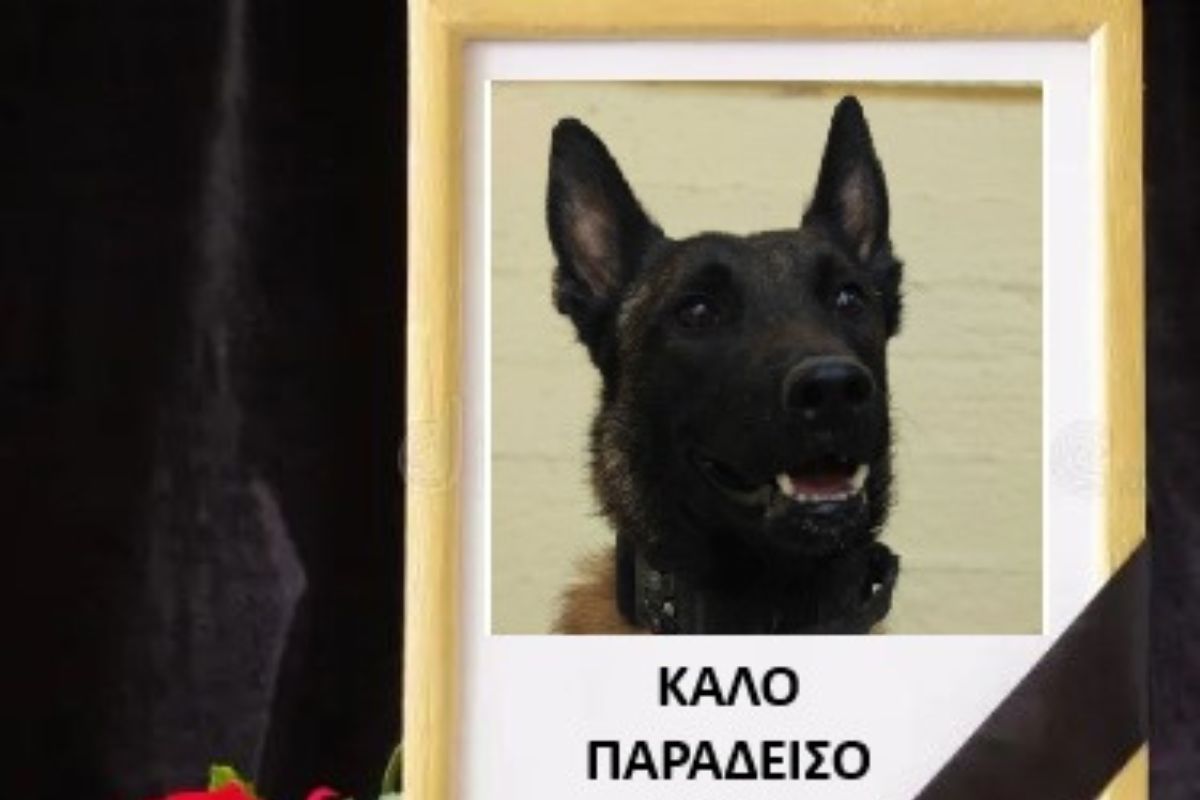 «Αφαίρεσαν τη ζωή από τον Echo μας» – Νεκρός ο σκύλος ντετέκτιβ που συμμετείχε στις έρευνες για τα Τέμπη και για την εξαφάνιση του Βασίλη Καλογήρου