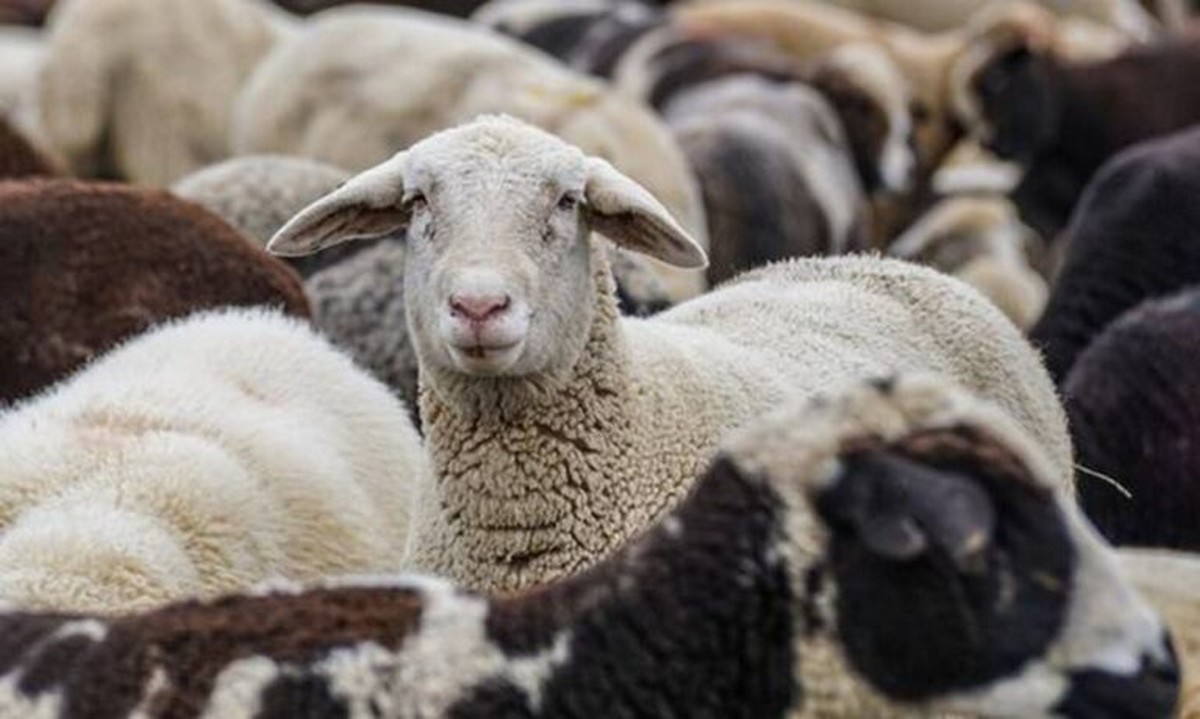 Τρία νέα επιβεβαιωμένα κρούσματα αφθώδους πυρετού στη Λέσβο