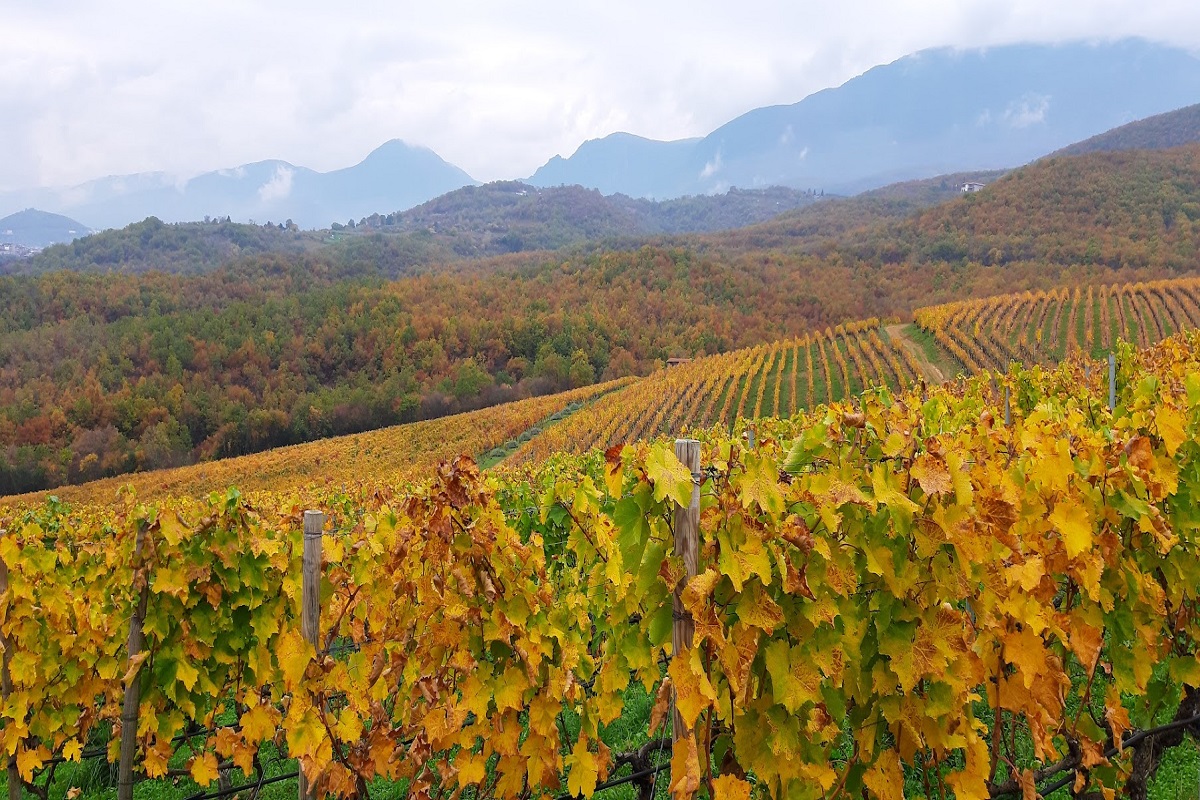 Στους Δρόμους του Κρασιού Βόρειας Ελλάδας: Οινογευσίες και διαγωνισμός φωτογραφίας