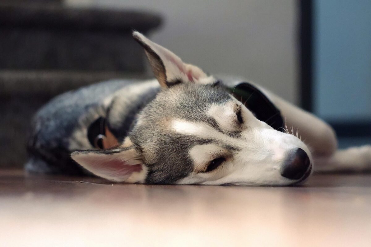 Σε ποια χώρα απαγορεύεται να αφήνεις τον σκύλο σου μόνο για πάνω από 6 ώρες