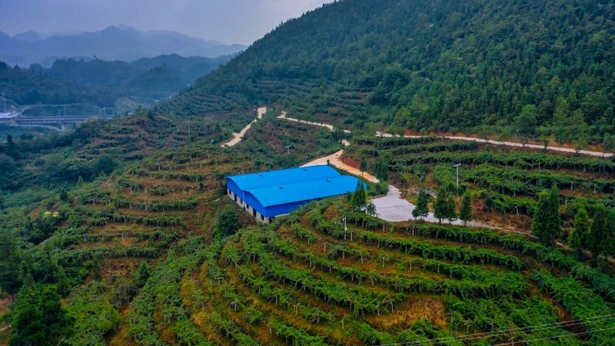 Κίνα-Σανσί: Τεχνολογικά συστηματική είναι η εξέλιξη της βιομηχανίας παραγωγής των ακτινιδίων