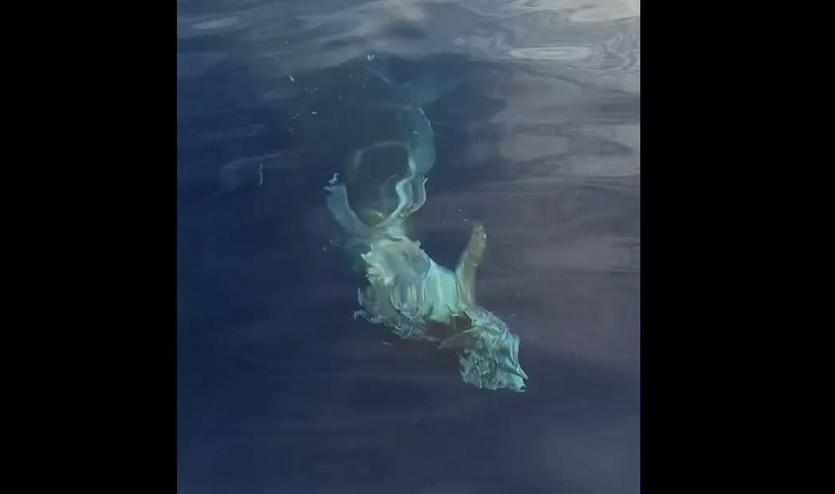Viral βίντεο δείχνει λευκό καρχαρία στην Κάρπαθο (VIDEO)