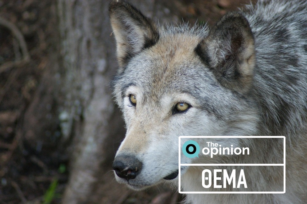 Λύκοι, τσακάλια και αγριογούρουνα σε κατοικημένες περιοχές – Οι ειδικοί προειδοποιούν (ΦΩΤΟ – VIDEO)