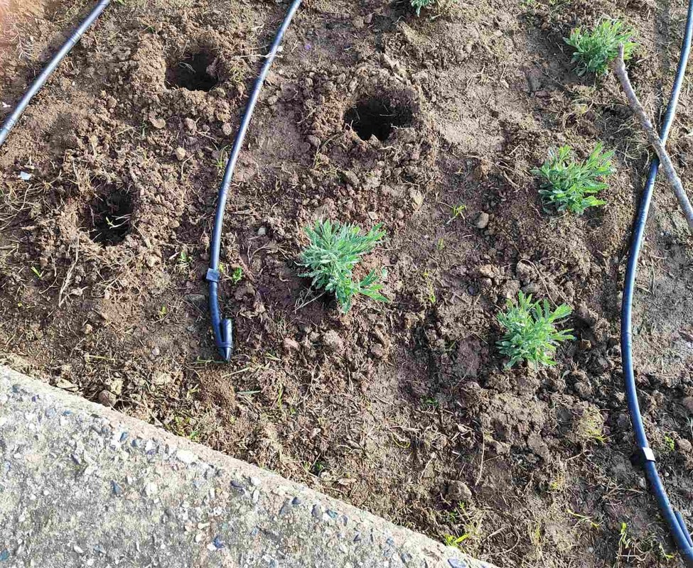 Θεσσαλονίκη: Έκλεψαν δυόσμο και θυμάρι από παρτέρια του δήμου που φυτεύτηκαν πριν τέσσερις μέρες