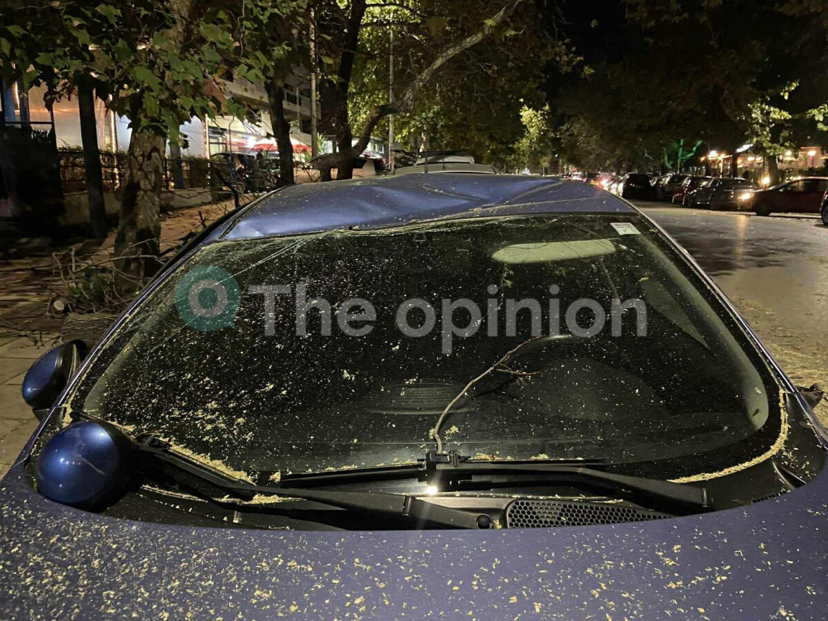 Πτώση δέντρου στην Τούμπα – Έπεσε πάνω σε Ι.Χ. (ΦΩΤΟ+VIDEO)