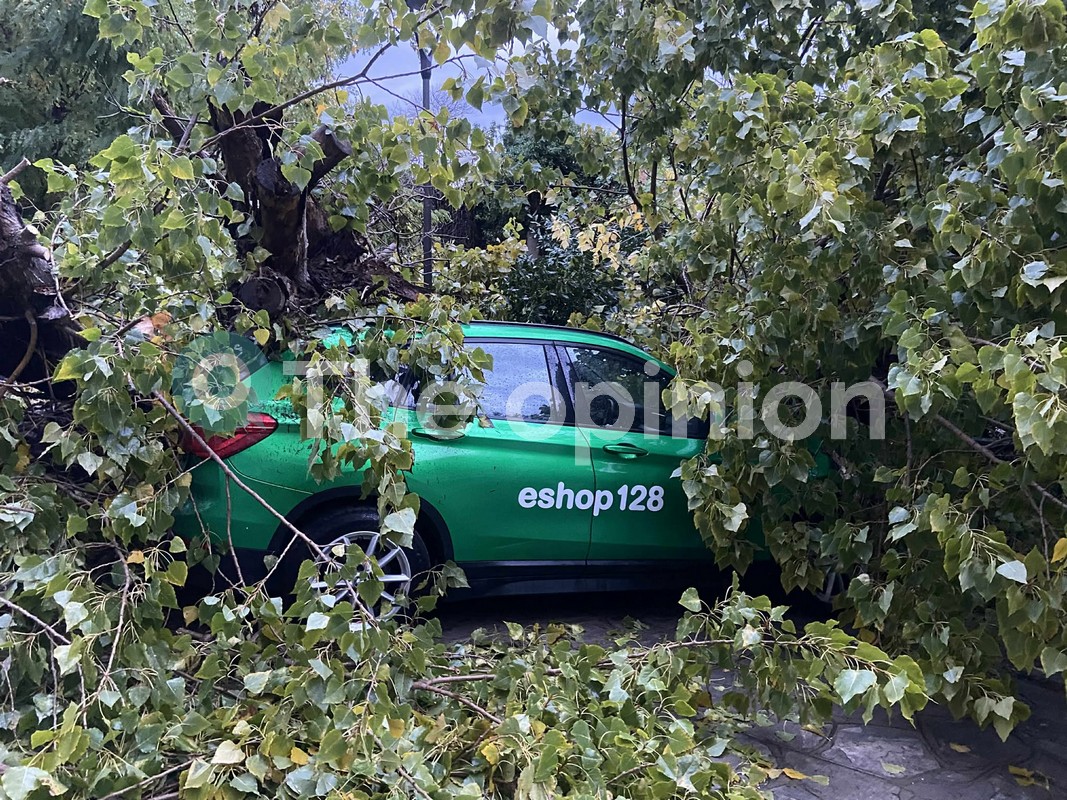 Θεσσαλονίκη: Πτώσεις δέντρων από την έντονη κακοκαιρία (ΦΩΤΟ)