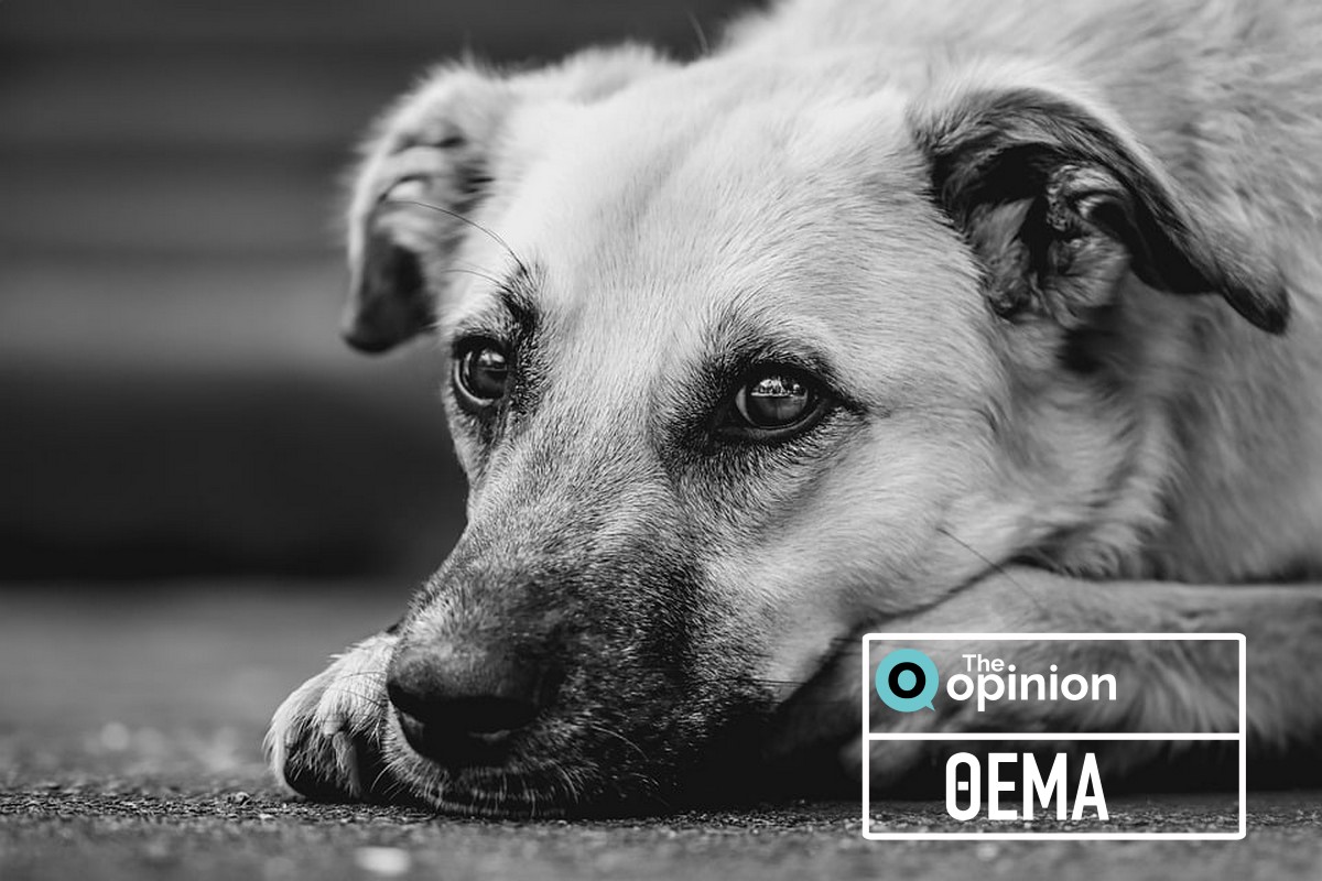 Αστυνομία και φορείς στη Θεσσαλονίκη ενώνουν δυνάμεις κατά της κακοποίησης των ζώων