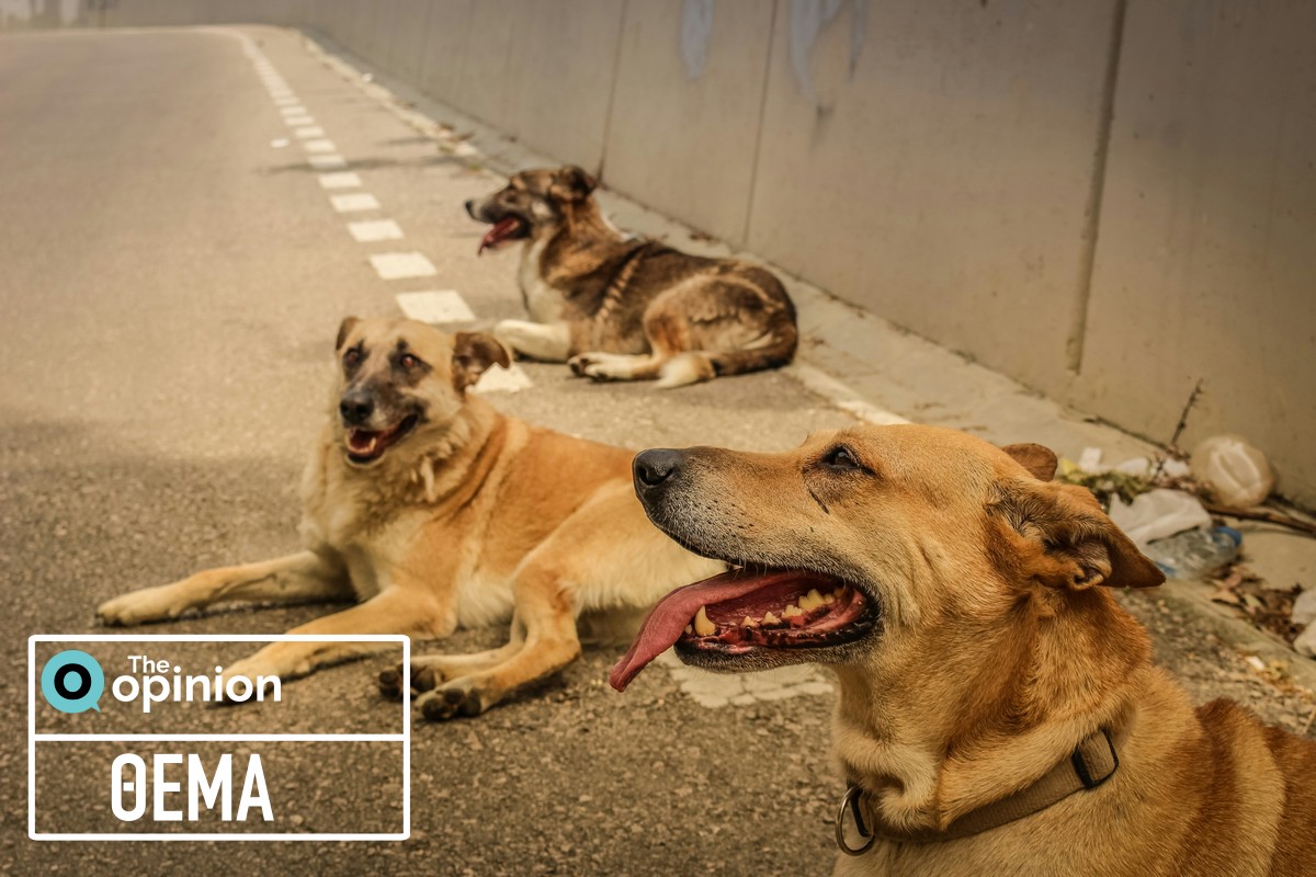 Εκατοντάδες υπογραφές για την αγέλη αδέσποτων – Κάτοικοι ζητούν άμεση παρέμβαση από τους δήμους