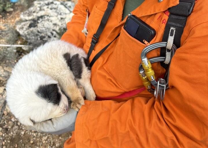 Ασύλληπτη κτηνωδία: Πέταξαν κουταβάκια σε γκρεμό 20 μέτρων