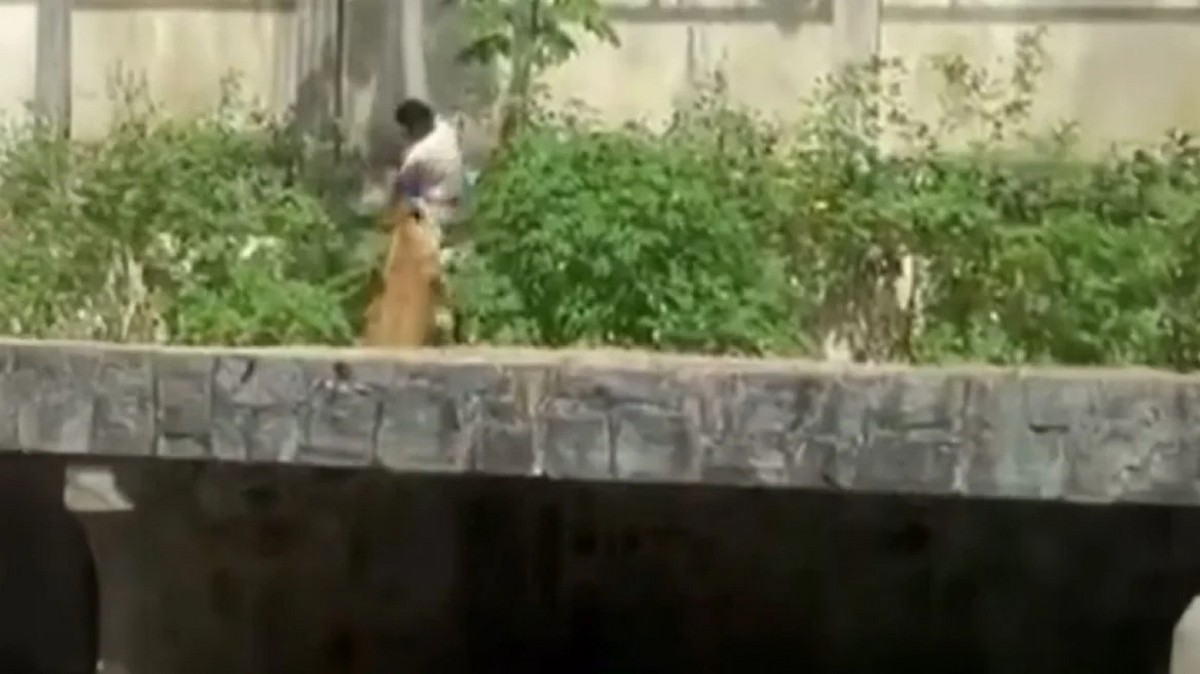 Bραζιλία: 19χρονος μπήκε σε κλουβί με λιοντάρια και τον κατασπάραξαν (VIDEO)