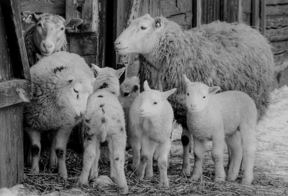 O “ακατανόητος” πόνος των κτηνοτρόφων για τα ζώα και τη θανάτωσή τους
