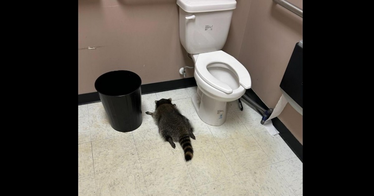 ΗΠΑ: Ρακούν μπήκε σε κάβα, μέθυσε και λιποθύμησε στο μπάνιο