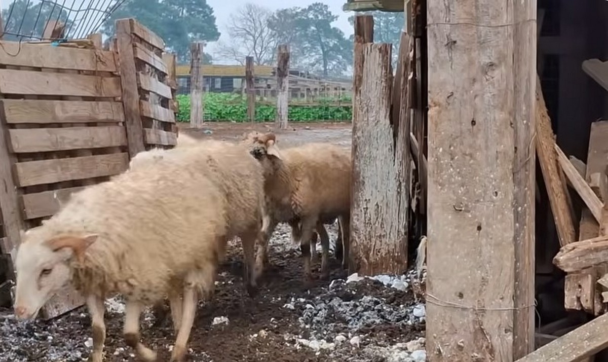 Θεσσαλονίκη: Η ιστορική φυλή προβάτων Ρουμλουκίου που έκανε τον κτηνοτρόφο να λυγίσει – Γιατί κινδυνεύει με εξαφάνιση