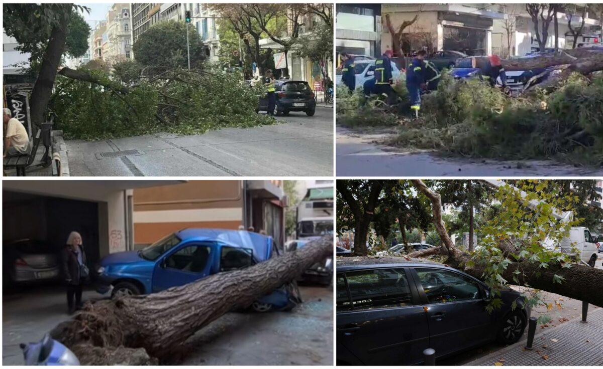 Ζέρβας: «Τα δένδρα πέφτουν, οι συγγνώμες αποφεύγονται»