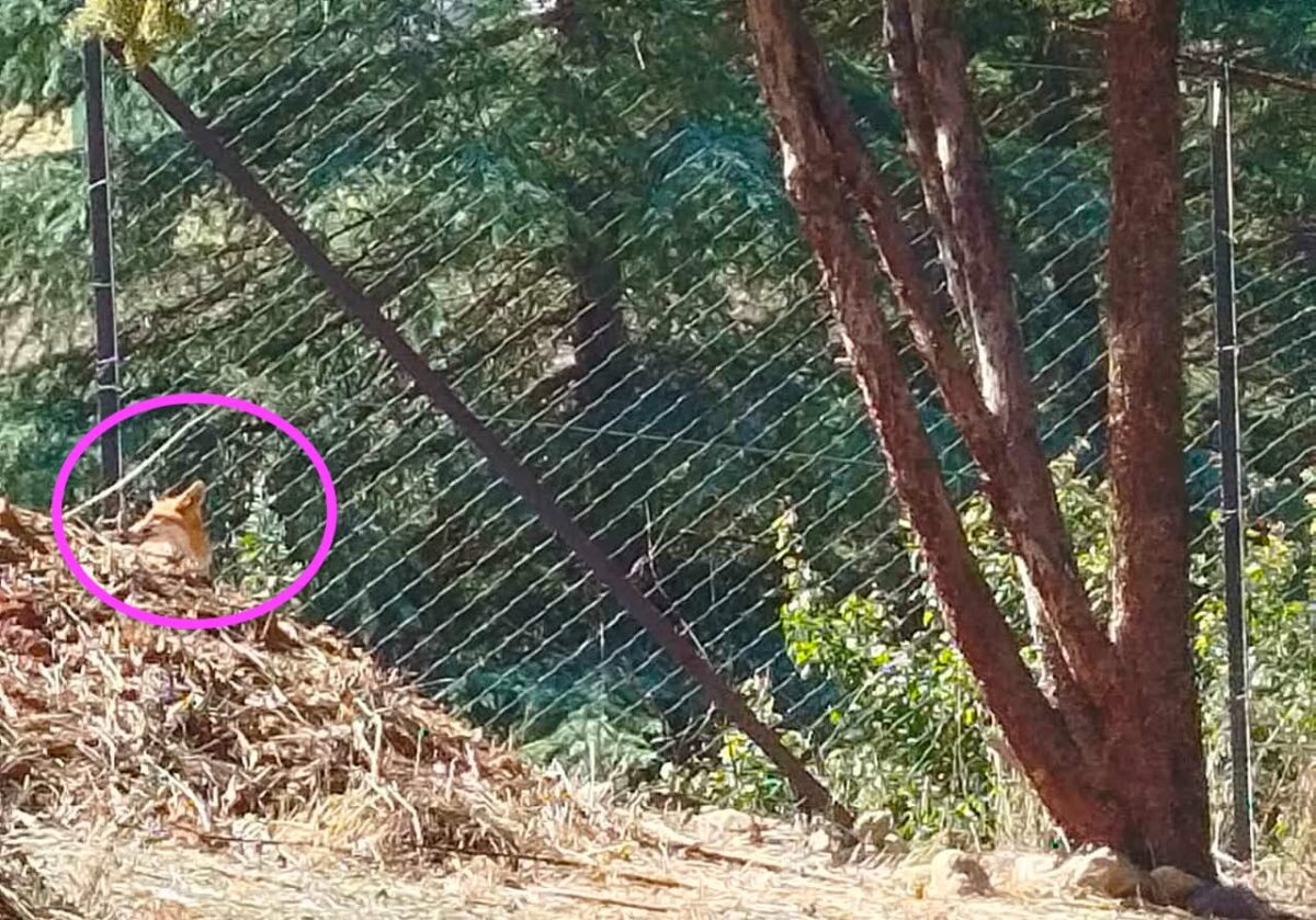 Όταν άγρια ζώα γίνονται «γείτονες» σε αστικές ή ημιαστικές περιοχές