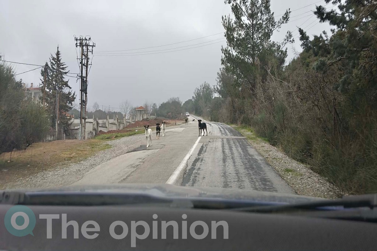 Θεσσαλονίκη: Συναγερμός για την επιθετική αγέλη σκύλων – Συσκέψεις και μέτρα από τους δήμους μετά τις καταγγελίες