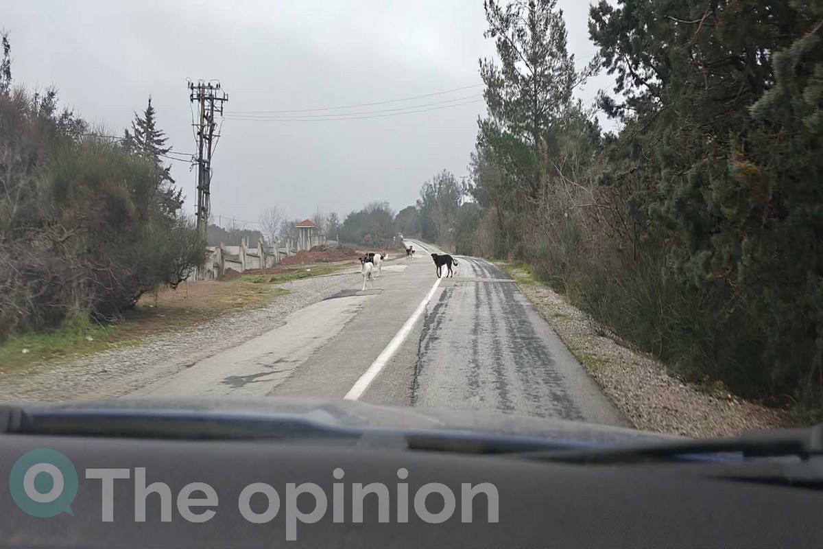 Ανεξέλεγκτη η αγέλη σκύλων – Οι κάτοικοι της Καλαμαριάς ζητούν εισαγγελική παρέμβαση