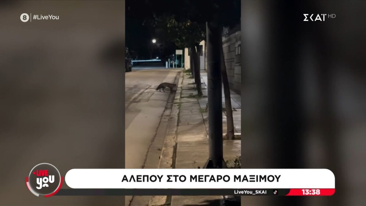 Αλεπού έκανε βόλτα στο Μέγαρο Μαξίμου