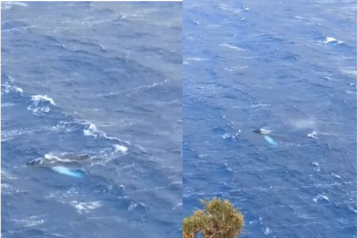 Φάλαινα εμφανίστηκε στα ανοικτά της Καλύμνου