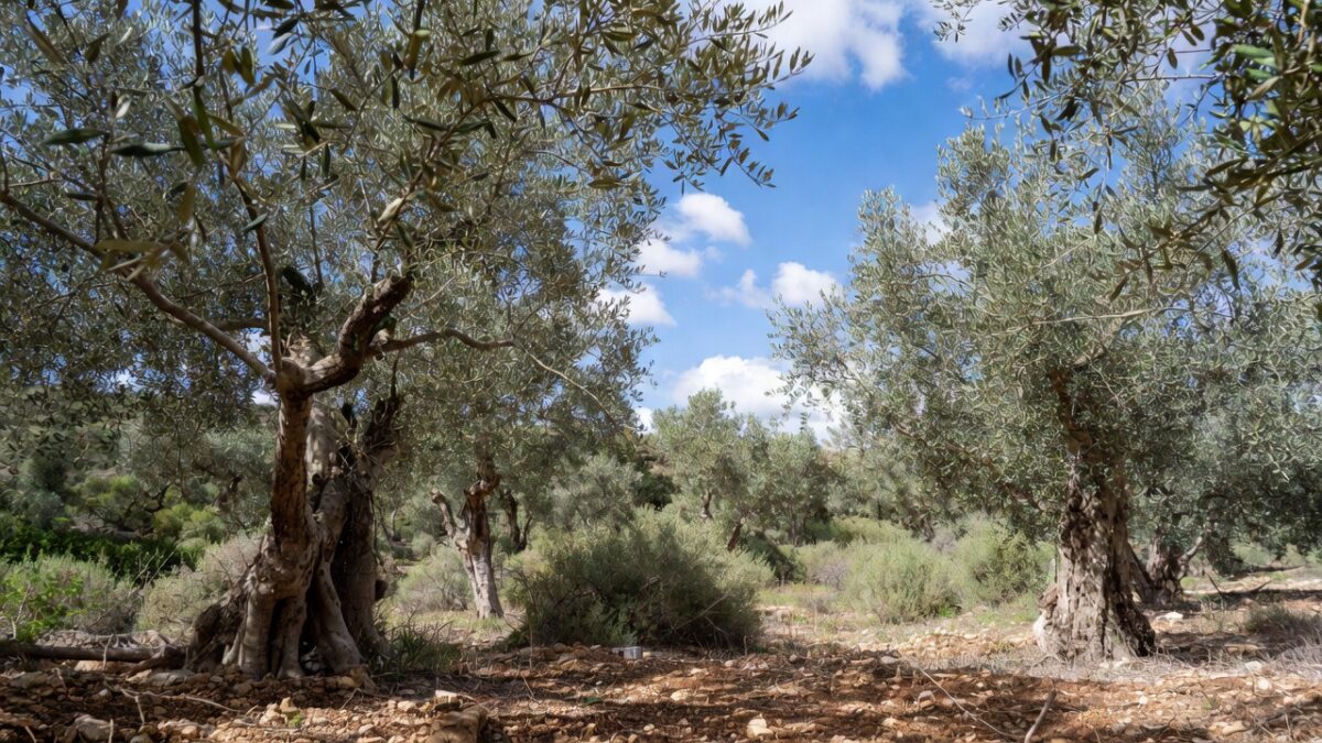 Κι άλλα «φρούτα» από νέες εμπορικές συμφωνίες της ΕΕ για τις αγορές μας