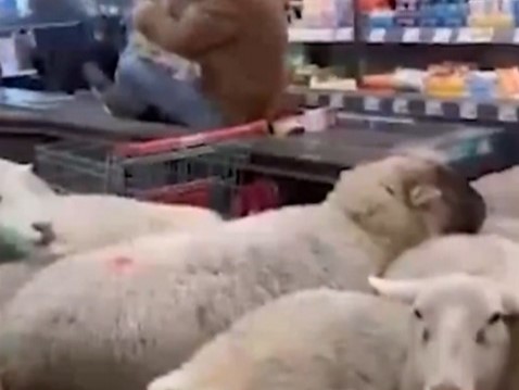 Χαμός με πρόβατα που «μπούκαραν» σε σούπερ μάρκετ – Το viral βίντεο