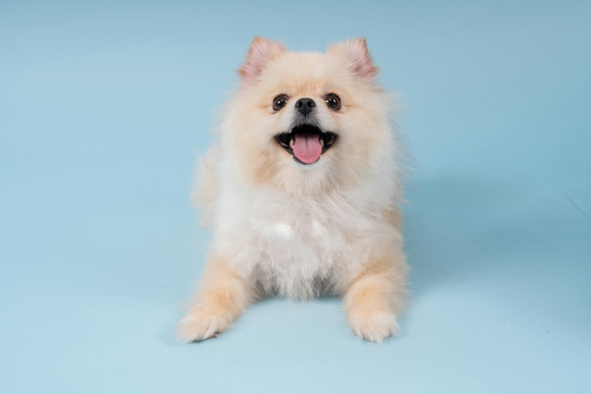 Το μυστικό για να είναι πάντα καθαρό το κατοικίδιό σας