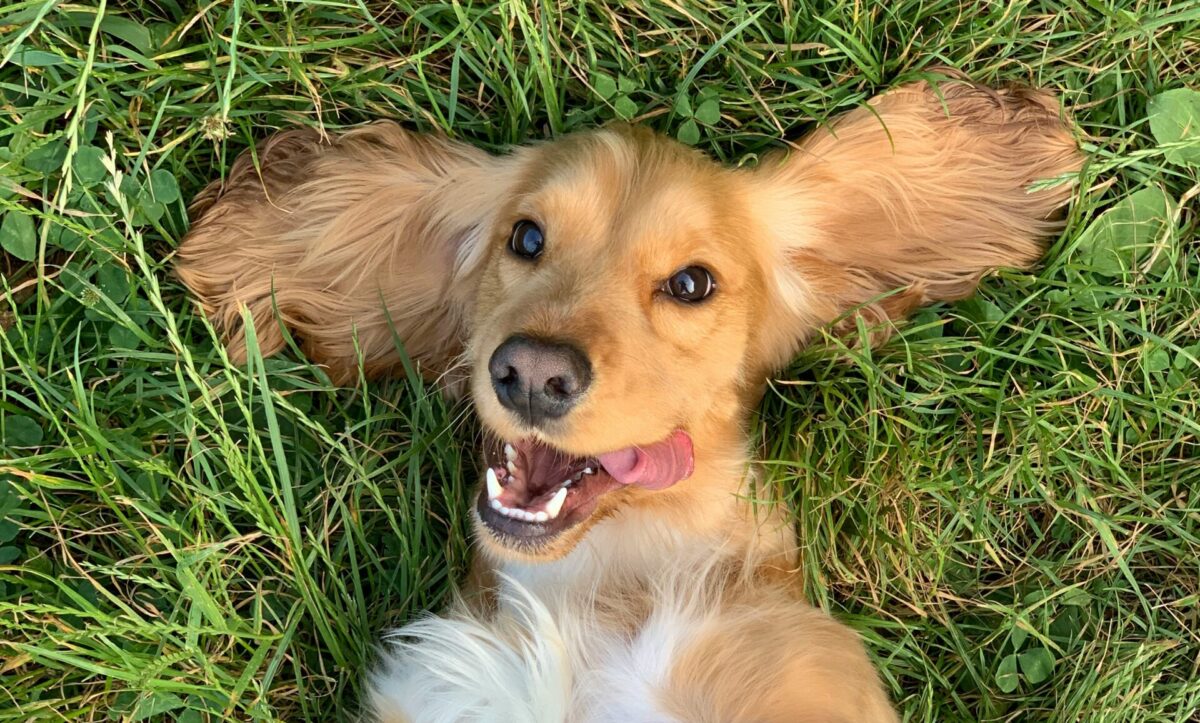 Τι συμβαίνει αν δεν νιώσετε αμέσως συναισθηματικό δέσιμο με το νέο σας κατοικίδιο