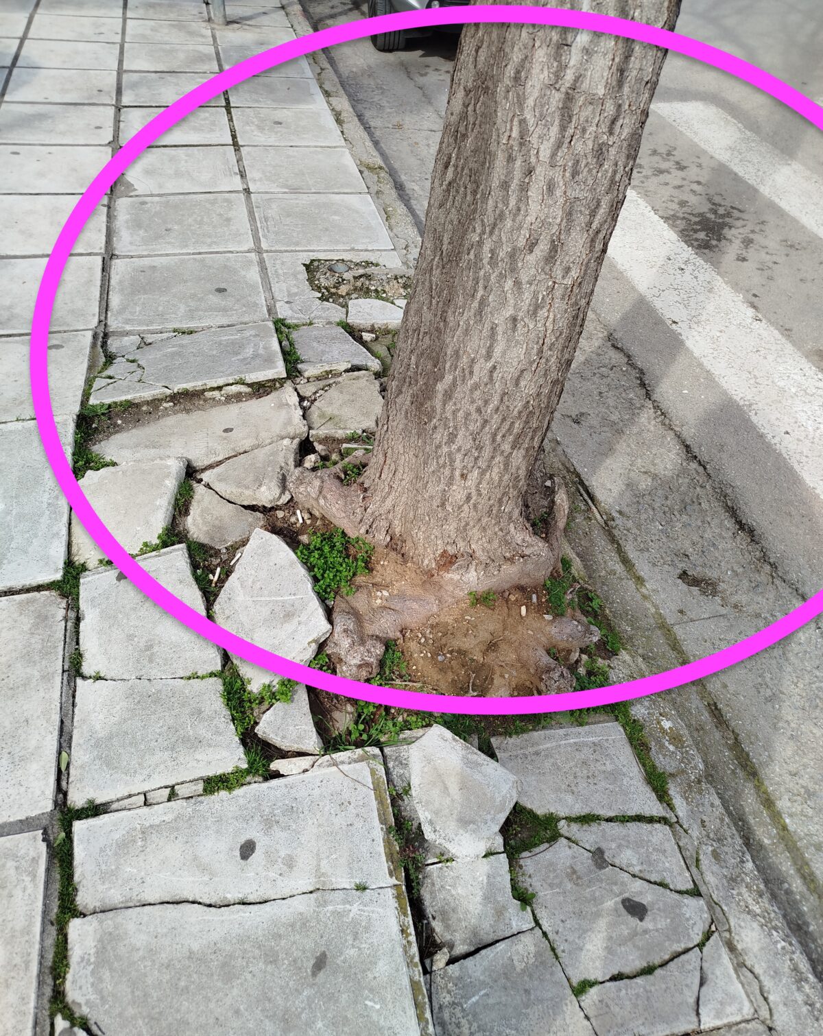 Μέχρι και οι… διαβάσεις έβγαλαν ρίζες!