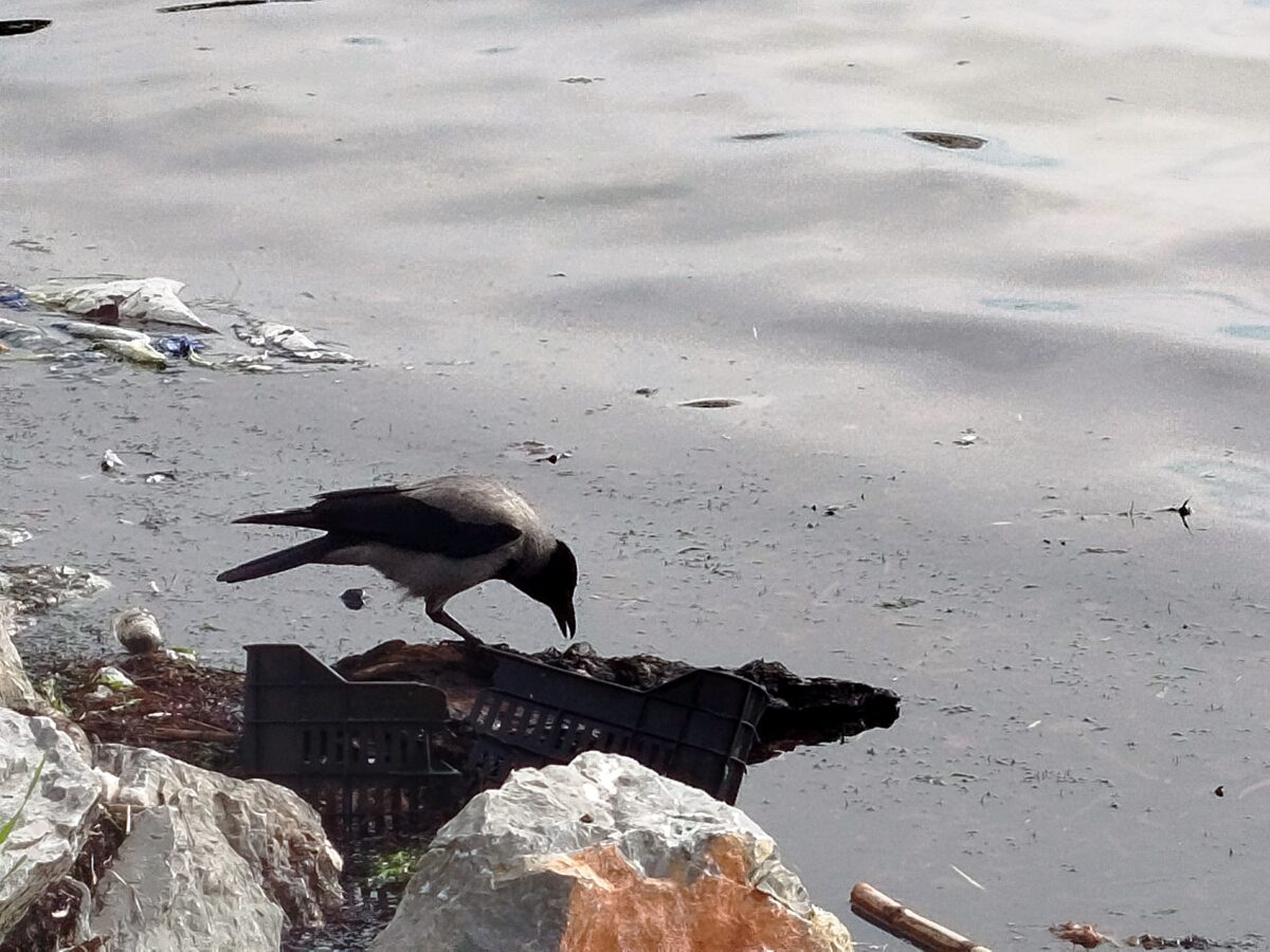 #γριφοι_Θεσσαλονικης