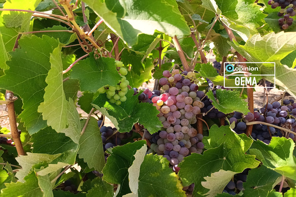 Σύνδεσμος Μικρών Οινοποιών Ελλάδος: Στη Θεσσαλονίκη σήμερα και αύριο με την Artisanal Greek Wineries