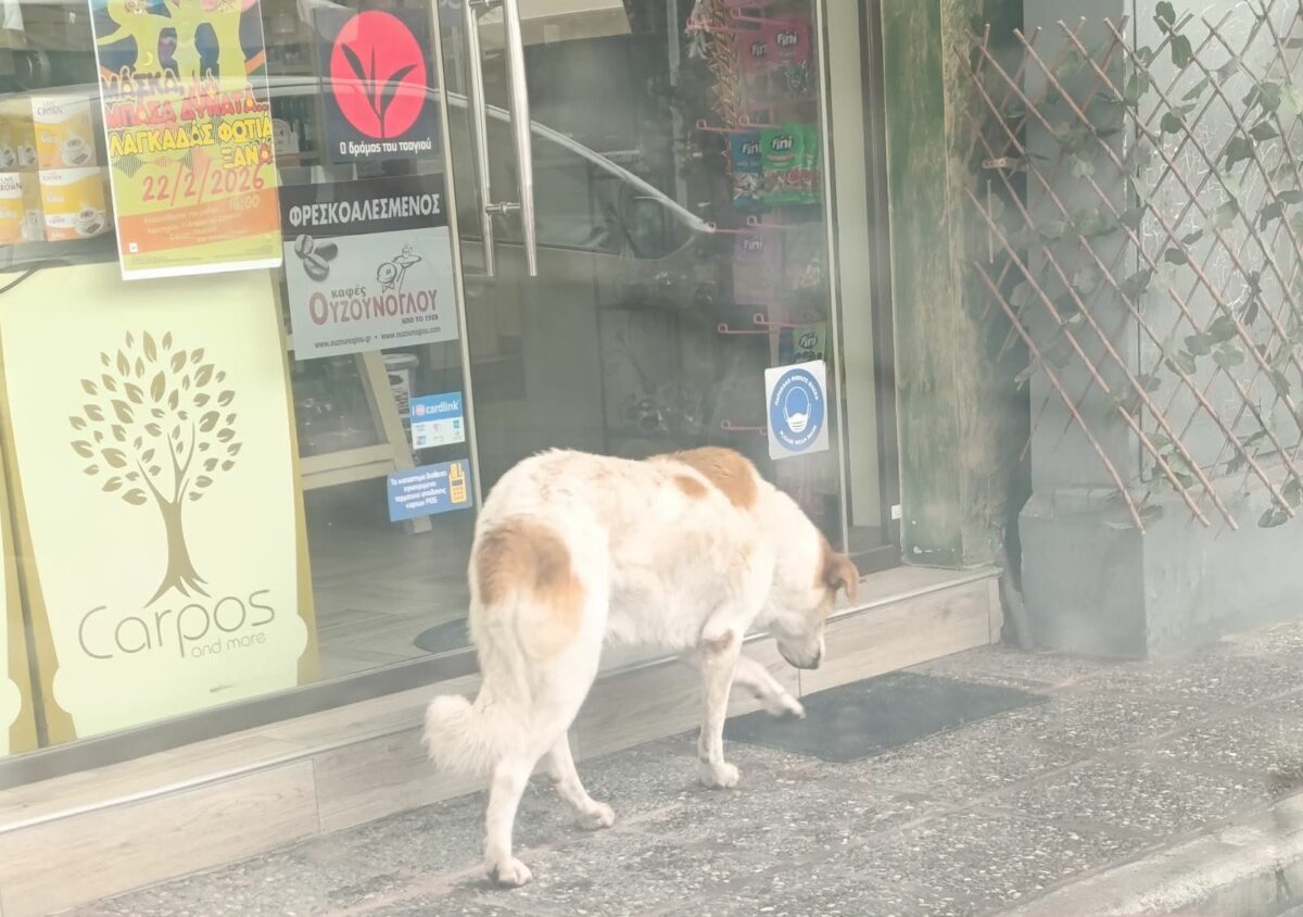 «Καμπανάκι» από τον Δήμο Ωραιοκάστρου για τα δεσποζόμενα ζώα και τη στείρωση