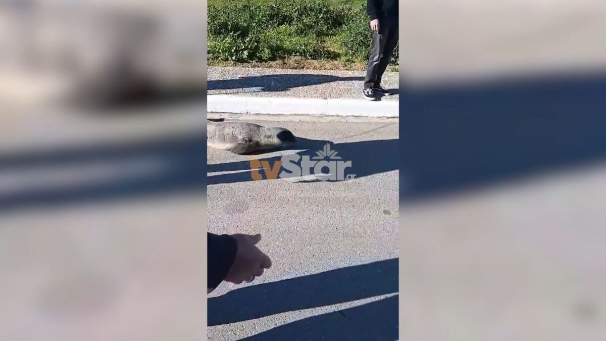 Φθιώτιδα: Φώκια έκανε… βόλτα στη στεριά (VIDEO)