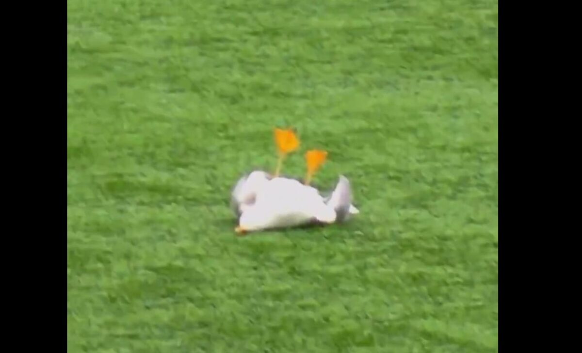 Τερματοφύλακας έριξε βολέ σε γλάρο – Παίκτης τον έσωσε με ΚΑΡΠΑ (VIDEO)