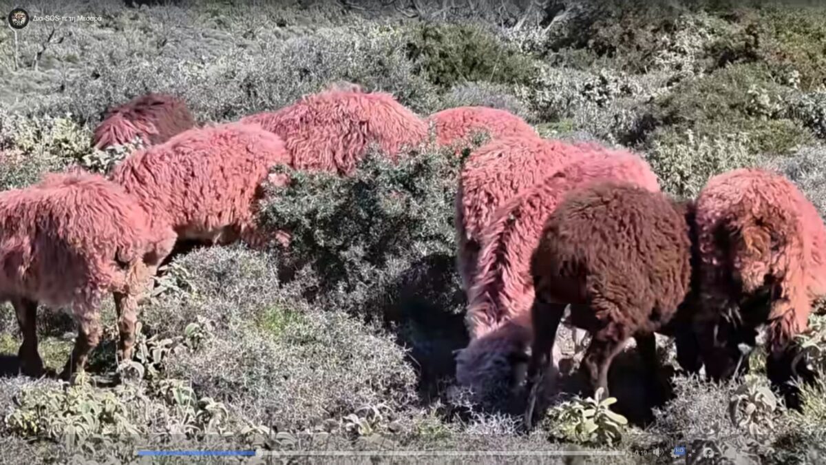 Βοσκός έβαψε κόκκινα τα πρόβατα του – Ο αλλόκοτος λόγος πίσω από την επιλογή του (VIDEO)