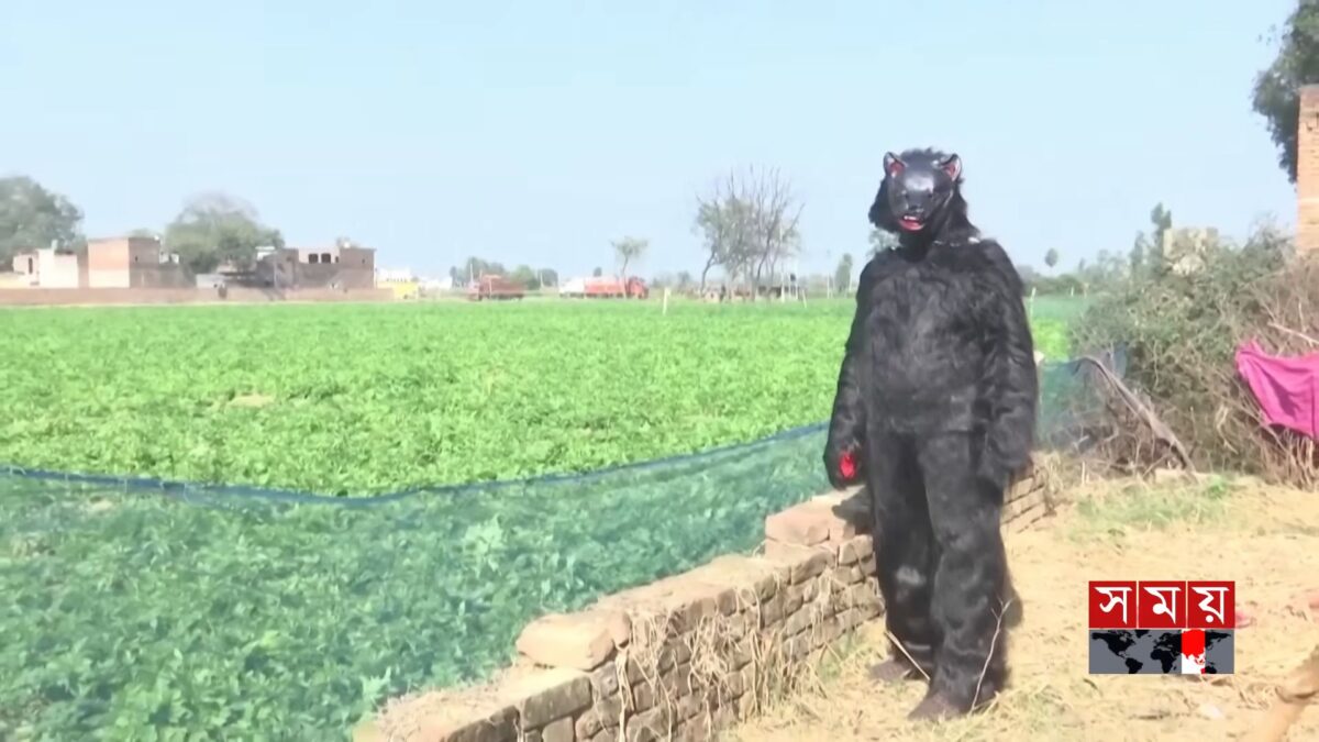 Αγρότες μεταμφιέζονται σε αρκούδες για να διώξουν πιθήκους που καταστρέφουν καλλιέργειες (VIDEO)