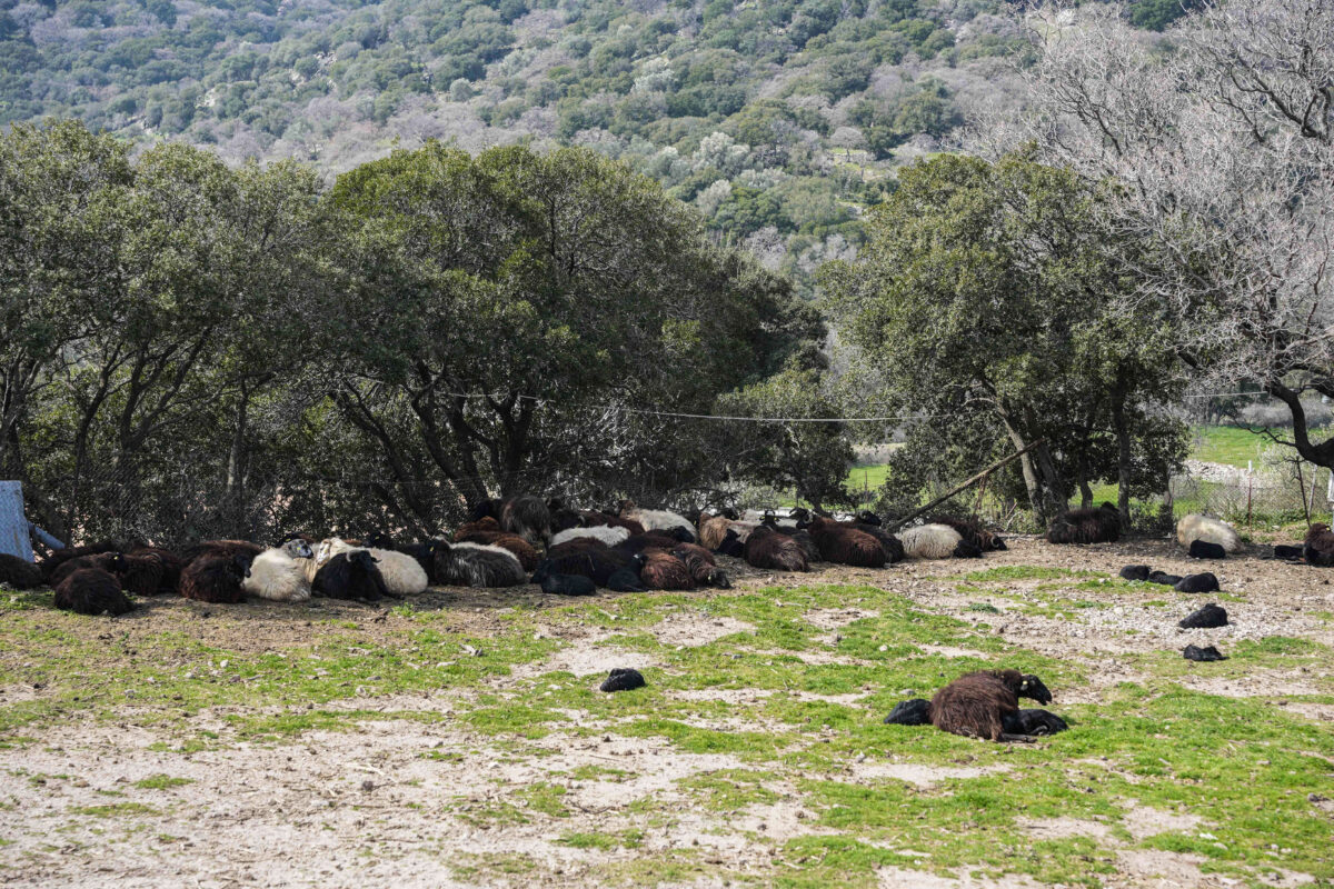 Σχέδιο έκτακτης ανάγκης για τον αφθώδη πυρετό: Κλείνουν και τα παραληπτήρια γάλακτος