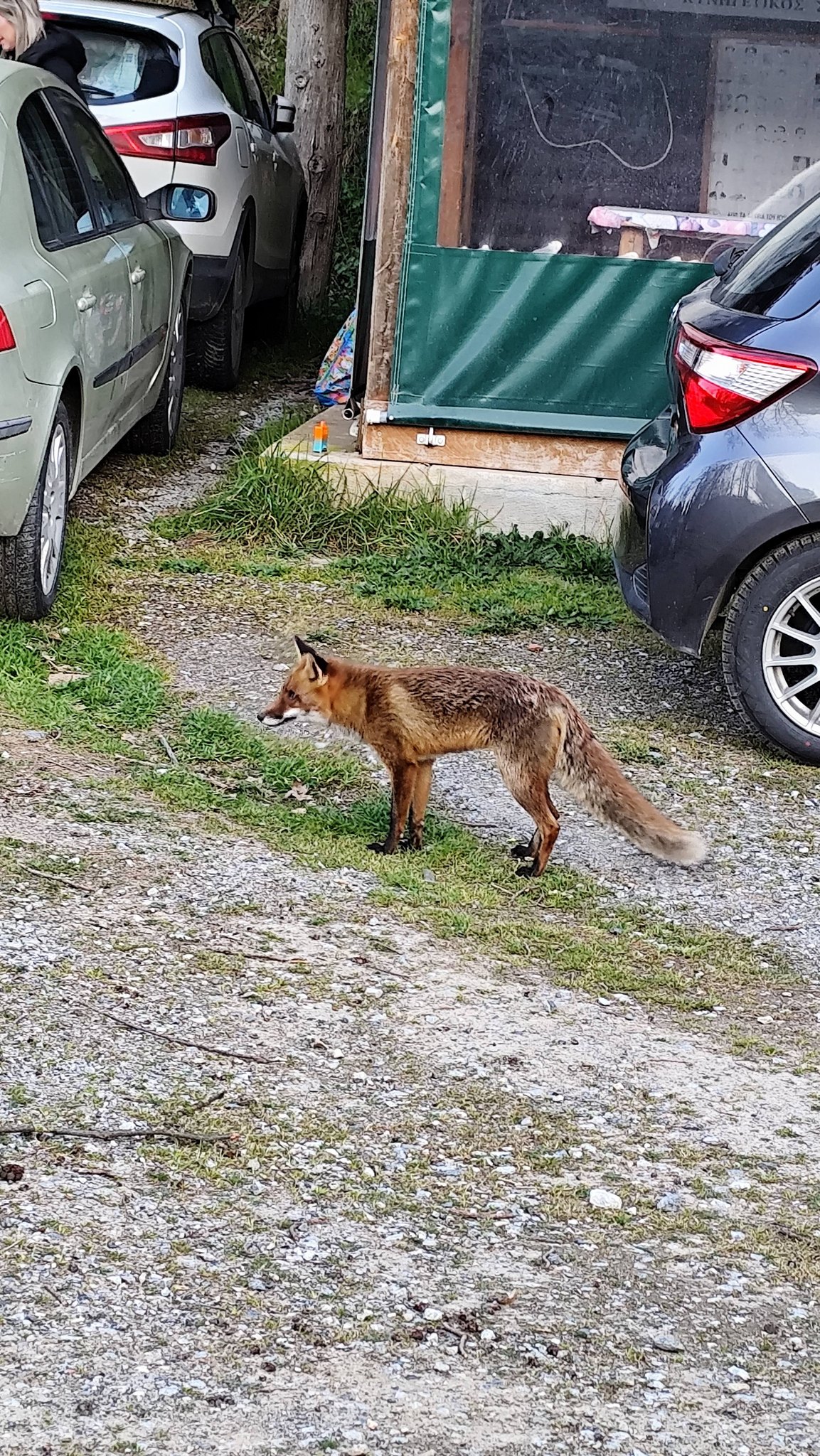 Αλεπού κόβει βόλτες στο… φράγμα της Θέρμης – «Ζωολογικός κήπος ξεκάθαρα» (VIDEO)