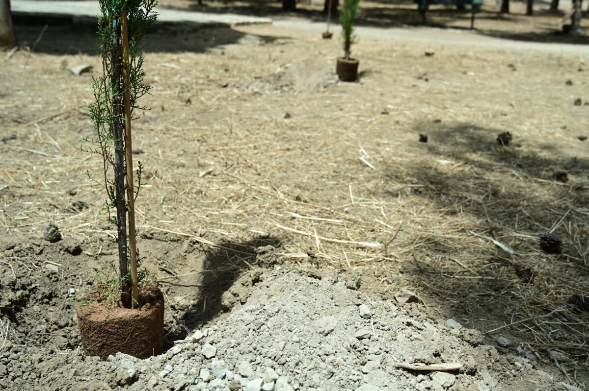 1926 δέντρα για τα 100 χρόνια του ΠΑΟΚ – Πότε θα γίνει η μεγάλη δενδροφύτευση