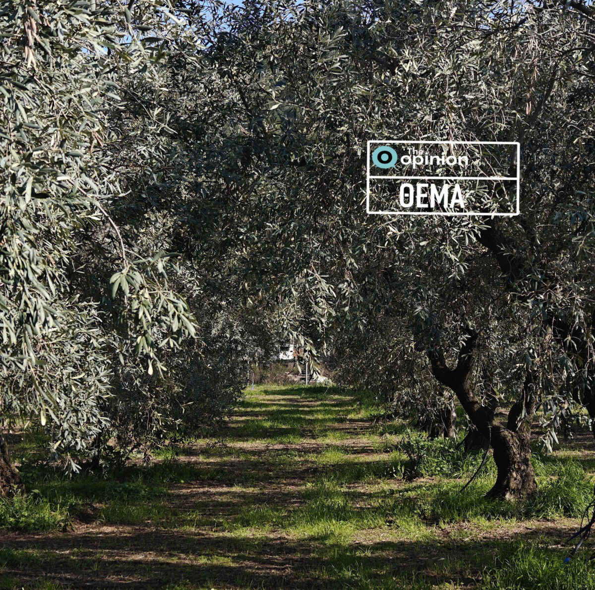 Ουρανούπολη: Η αιωνόβια ελιά, η ποικιλία «Ουράνια» και το premium ελαιόλαδο οικογενειακής επιχείρησης
