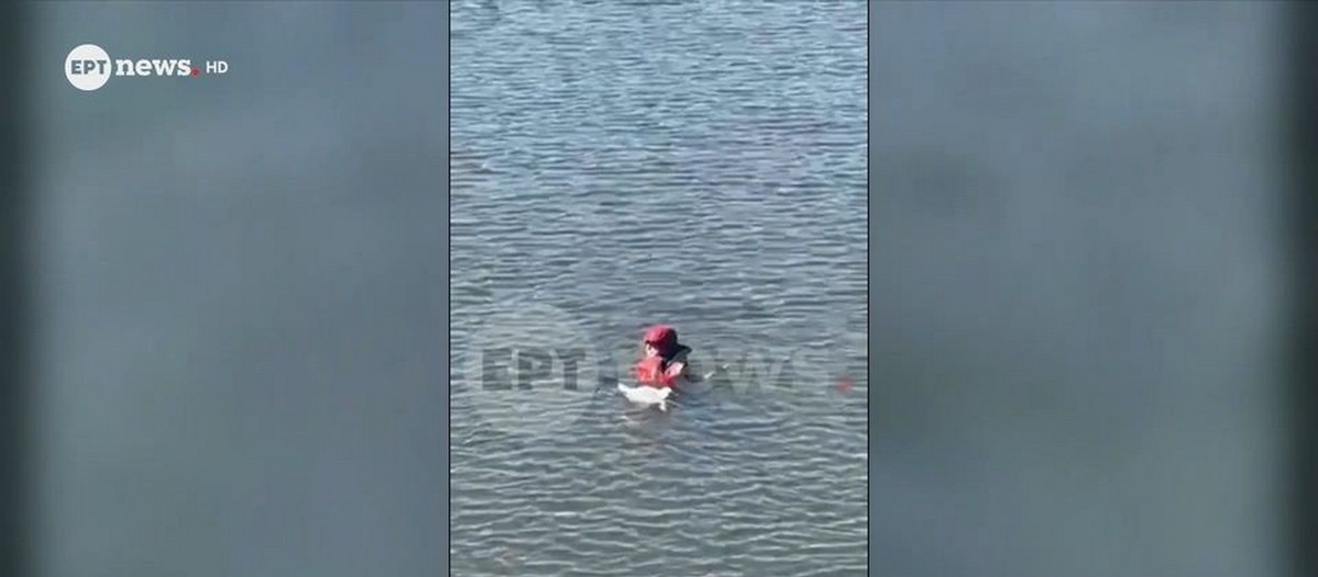 Διασώστης της ΕΜΑΚ βούτηξε στο φράγμα Θέρμης για να σώσει γλάρο (VIDEO)