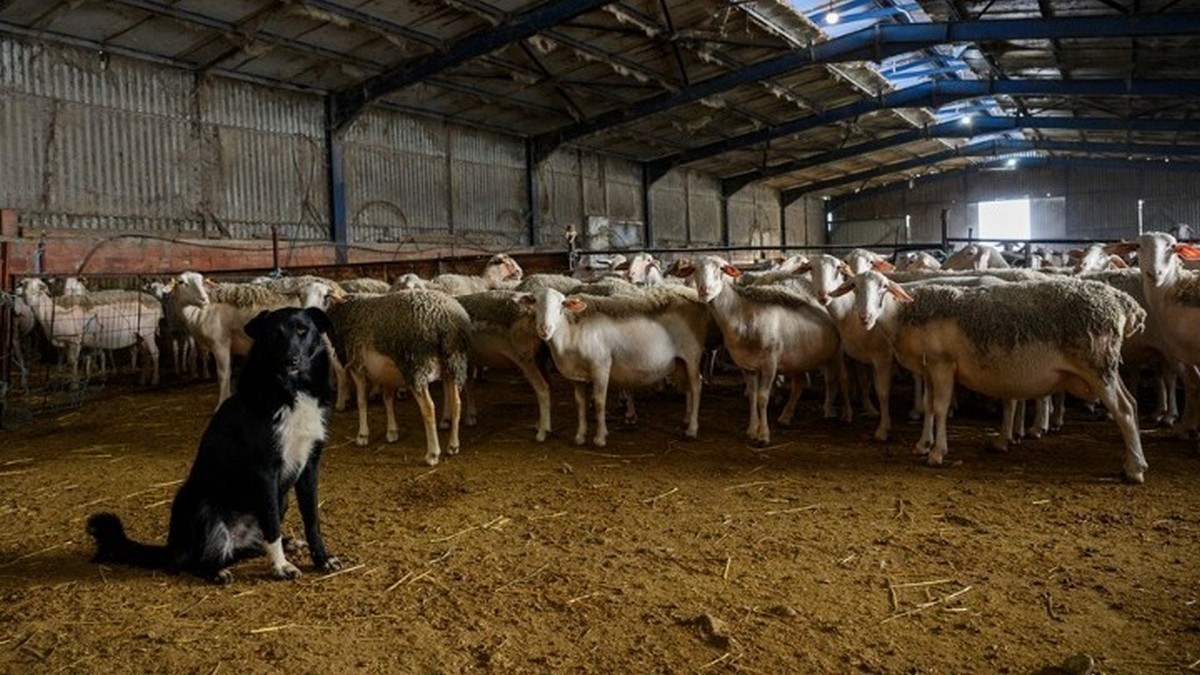 Μυτιλήνη: Δεύτερο κρούσμα αφθώδους πυρετού σε κτηνοτροφική μονάδα