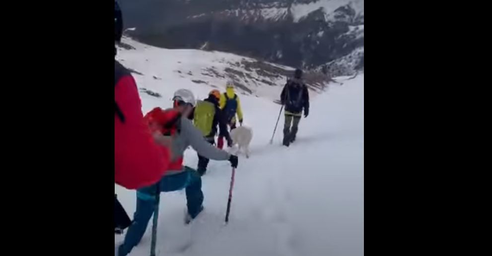 Σκύλος επέζησε 9 μέρες σε υψόμετρο 1.900 μ. χωρίς τροφή (VIDEO)
