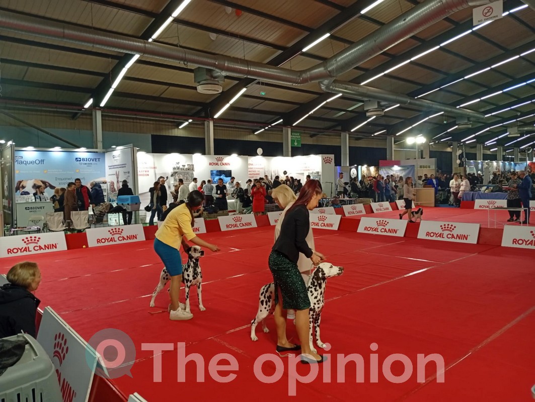 Γαβγίσματα, παιχνίδια και αγάπη – Μια γιορτή για τον σκύλο στη Θεσσαλονίκη (ΦΩΤΟ – VIDEO)